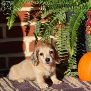 Willow, Dachshund Puppy